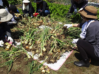 食農体験で玉ねぎの選別をする保護者ボランティア
